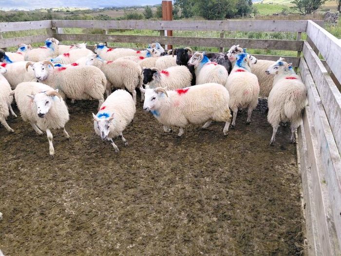 Organic Store Lambs