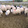Organic Store Lambs Image 5