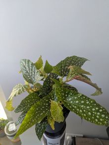 Begonia Maculata Plant