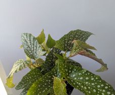 Begonia Maculata Plant