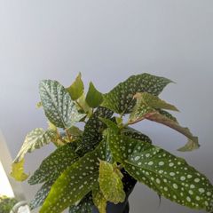 Begonia Maculata Plant