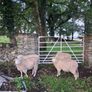 Galway Ram Lambs 2026 and Ram 2024 Image 3