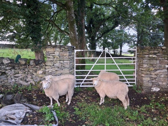 Galway Ram Lambs 2026 and Ram 2024