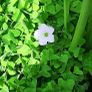 Pale Pink Oxalis Image 2