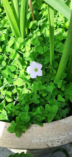 Pale Pink Oxalis