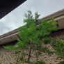 Large acacia dealbata tree 10-12ft tall Image 2