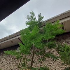 Large acacia dealbata tree 10-12ft tall