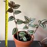 Tradescantia plant Image 2