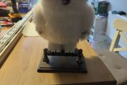 hedwig moving owl