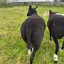 Pure breed Zwarble Image 3