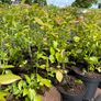 Blueberry bushes 5l pot Image 2