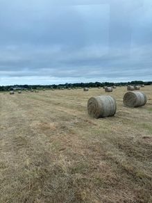 Hay