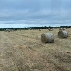Hay