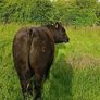 AngusBull Image 3