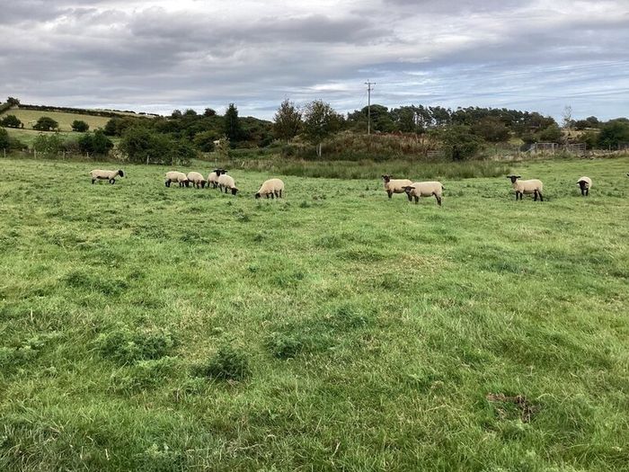 Hoggets