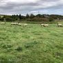 Hoggets Image 7