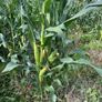 Maize for silage Image 2