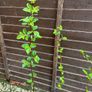 Plants Cooking Cherry - Morello - Self Fertile Image 6