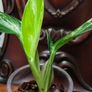 Monstera Standleyana Aurea Variegated Image 8