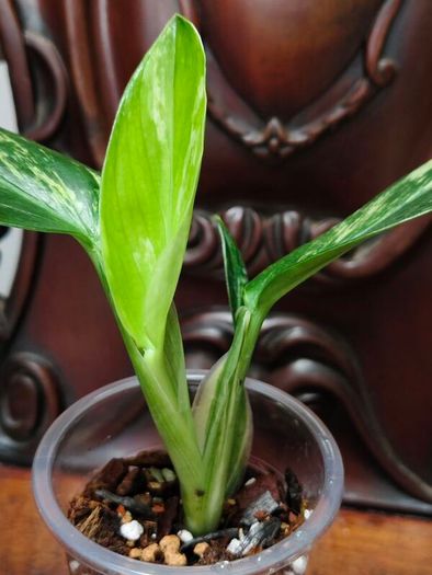 Monstera Standleyana Aurea Variegated