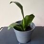 snake plant Image 3