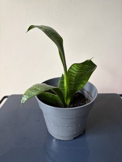 snake plant