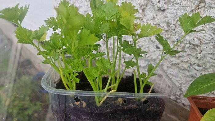 peppers and celery