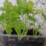 peppers and celery Image 2