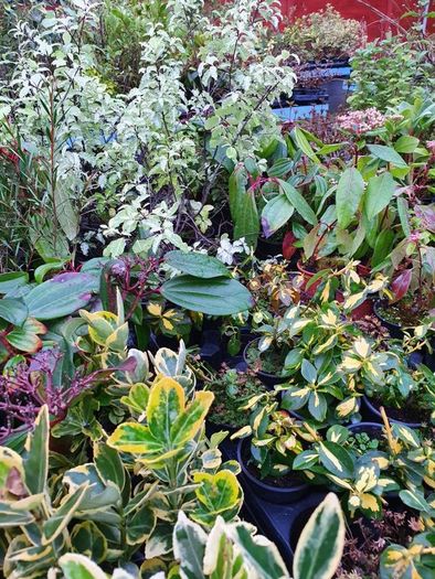 Large Plants and Shrubs