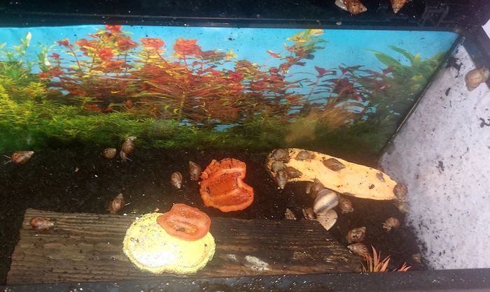 Free snails