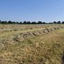 Quality Round Bales Of Hay Image 4