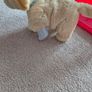 Little Live Pets Cooper the Retriever Image 2