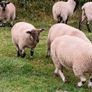 Hardy cross breed ewes for sale....280 Euros Image 5