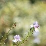 Vintage M42 Lens Kit (Helios 44, Pentacon 135, extension tubes) for Fujifilm X Image 6