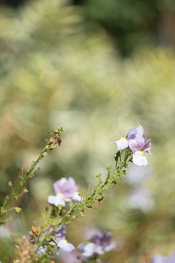 Vintage M42 Lens Kit (Helios 44, Pentacon 135, extension tubes) for Fujifilm X