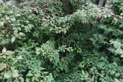 Fuchsia plants