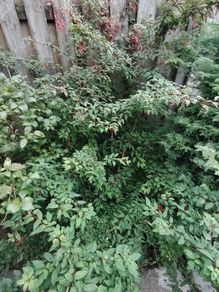 Fuchsia plants