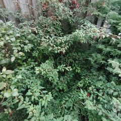 Fuchsia plants