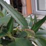 Indoor plant Kalanchoe daigremontiana Image 3