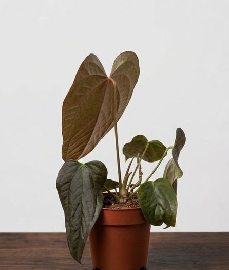 Anthurium Queen of Hearts Plant