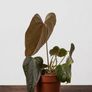 Anthurium Queen of Hearts Plant Image 3
