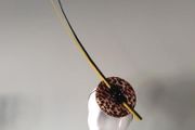 leopard fascinator