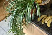 spider plant