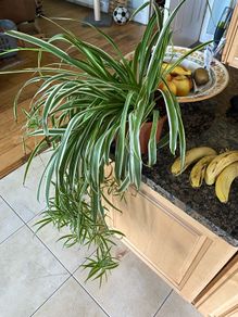spider plant