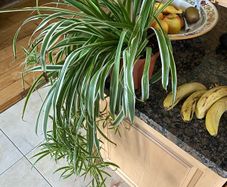 spider plant