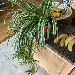 spider plant