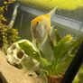 Angelfish Image 2