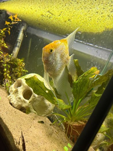 Angelfish