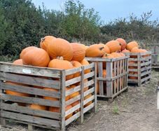 Pumpkins  for sale   Dublin