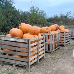 Pumpkins  for sale   Dublin